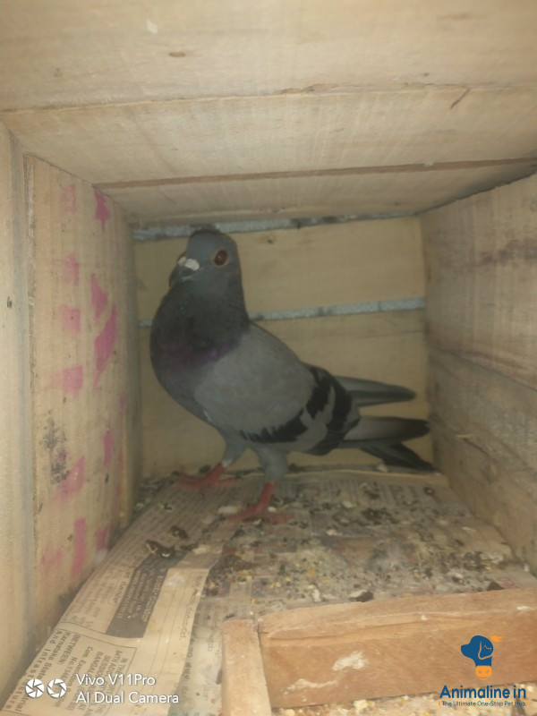 Healthy and Active Male  for Sale