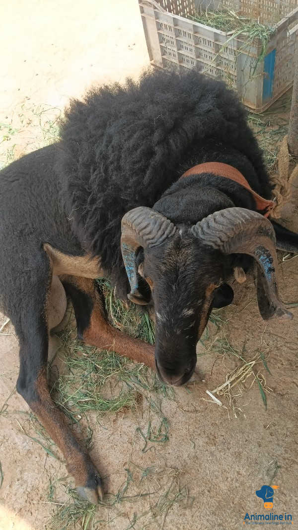 ಪ್ರೀಮಿಯಂ Others Sheep {}