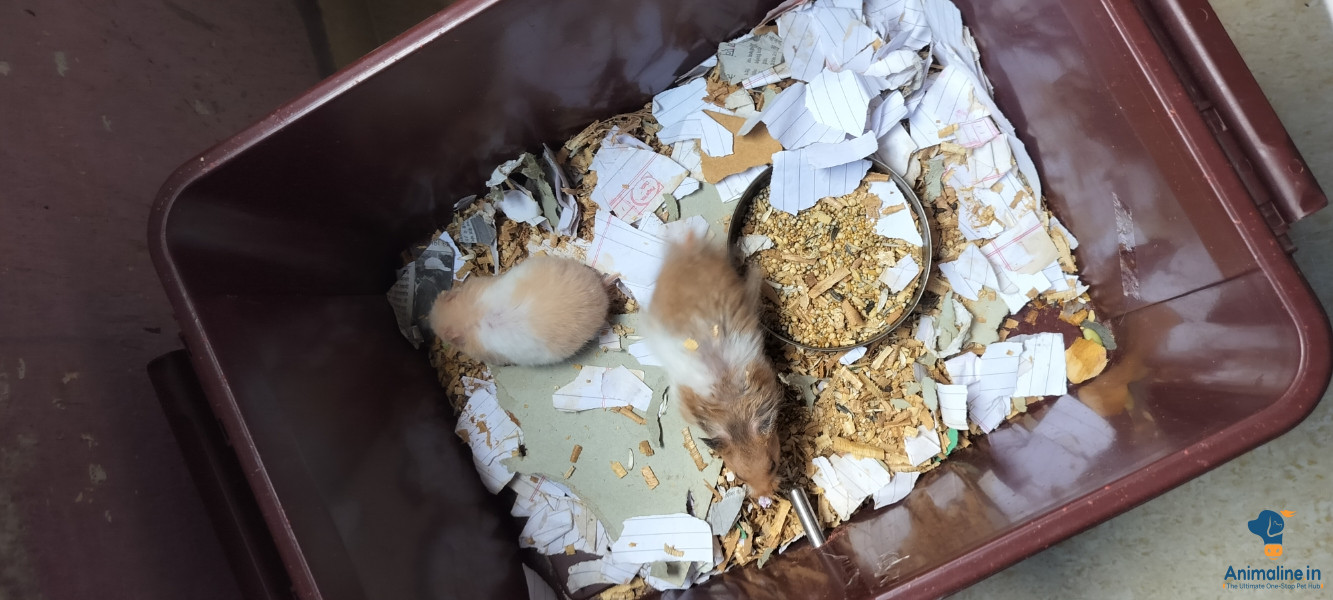 5 month hamster 