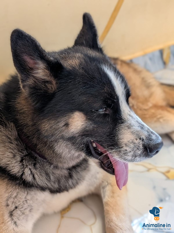 Very good dog hyperactive