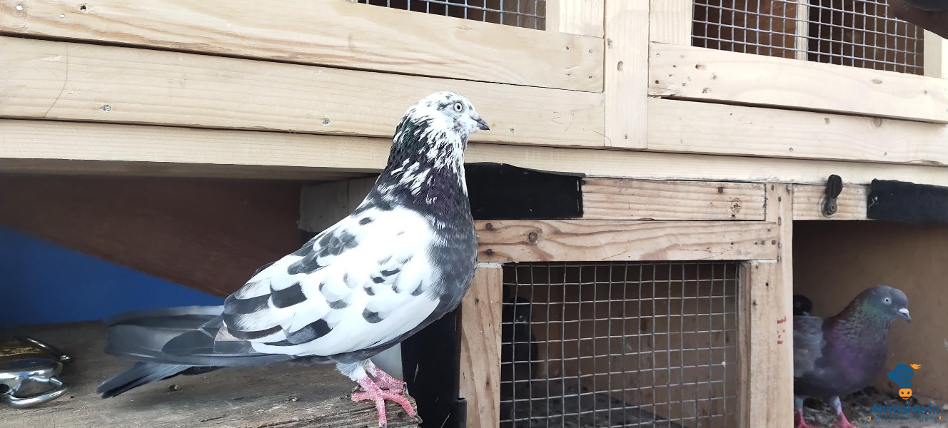 Chini Male pigeon selling 