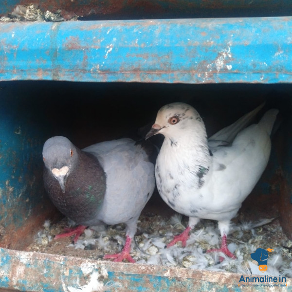 ಮಾರಾಟಕ್ಕಿದೆ