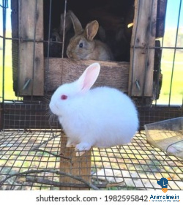 ಪ್ರೀಮಿಯಂ  Rabbit sale in karnataka india 