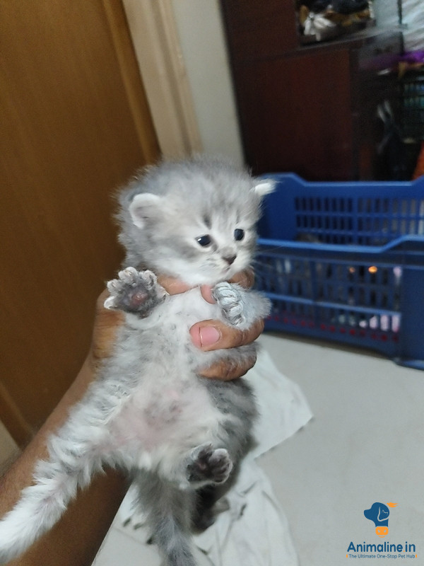 Luxury Property