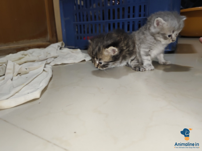 1 male n 1 female kitten 