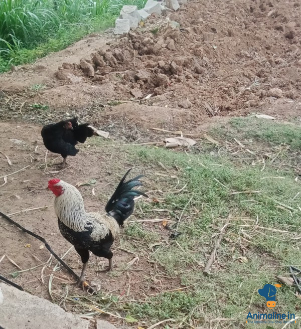 Two year old hen 