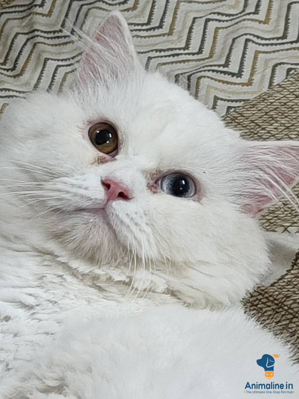 1 year old male cat purcian, odd eyes blue and green