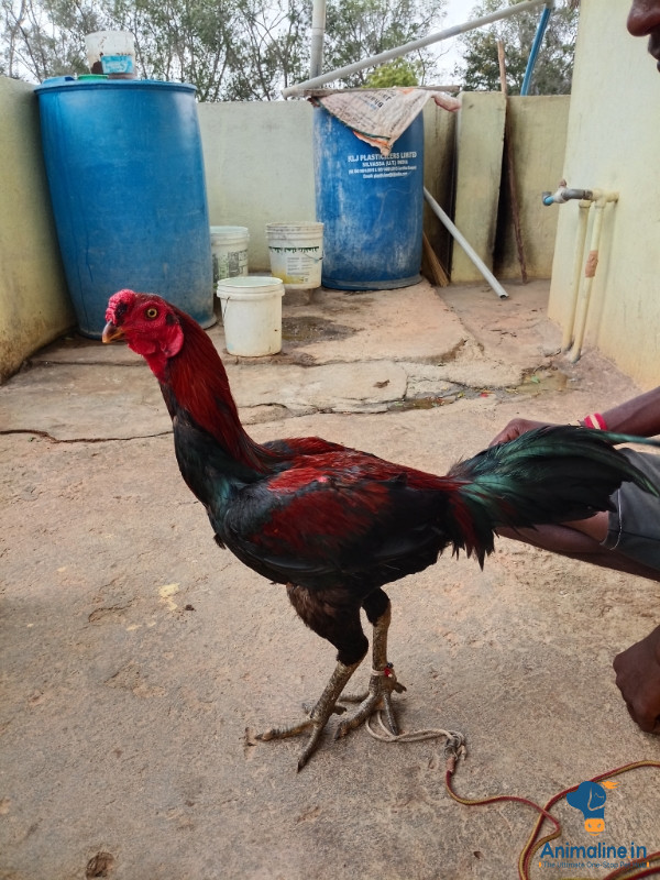 ಎರಡು ವರ್ಷದ ಪುರುಷ ಕೋಳಿ