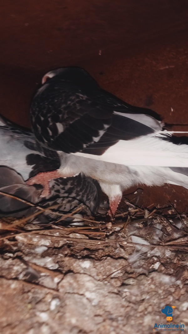 ಪ್ರೀಮಿಯಂ  Bird {}