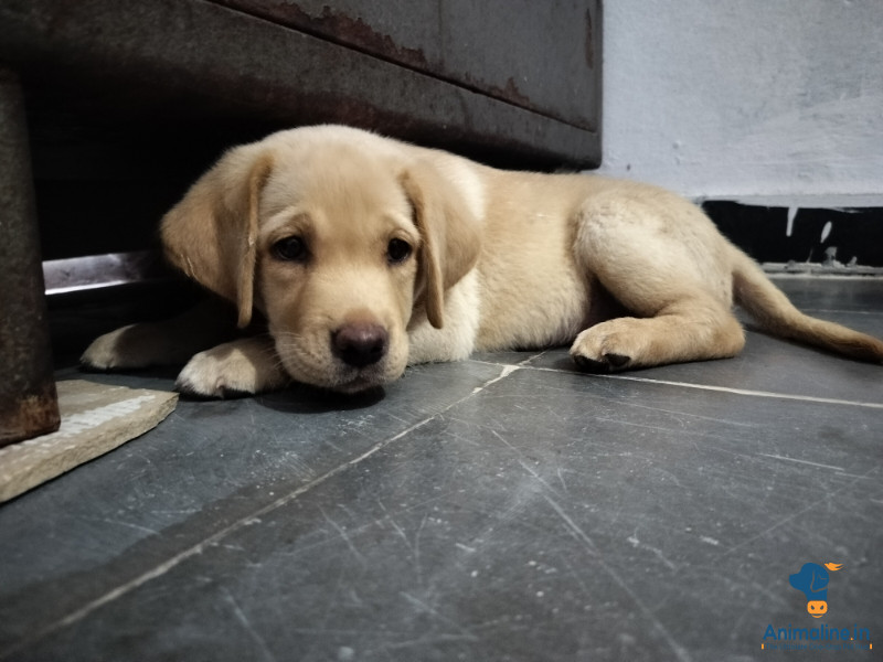 Labrador puppy