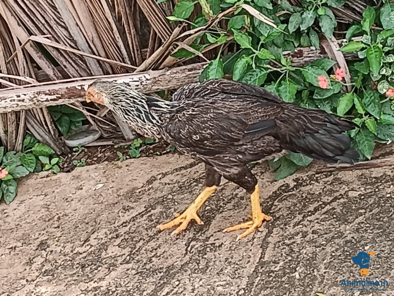 ಮಾರಾಟಕ್ಕಿದೆ ಆರೋಗ್ಯಕರ ಮಹಿಳೆ Aseel