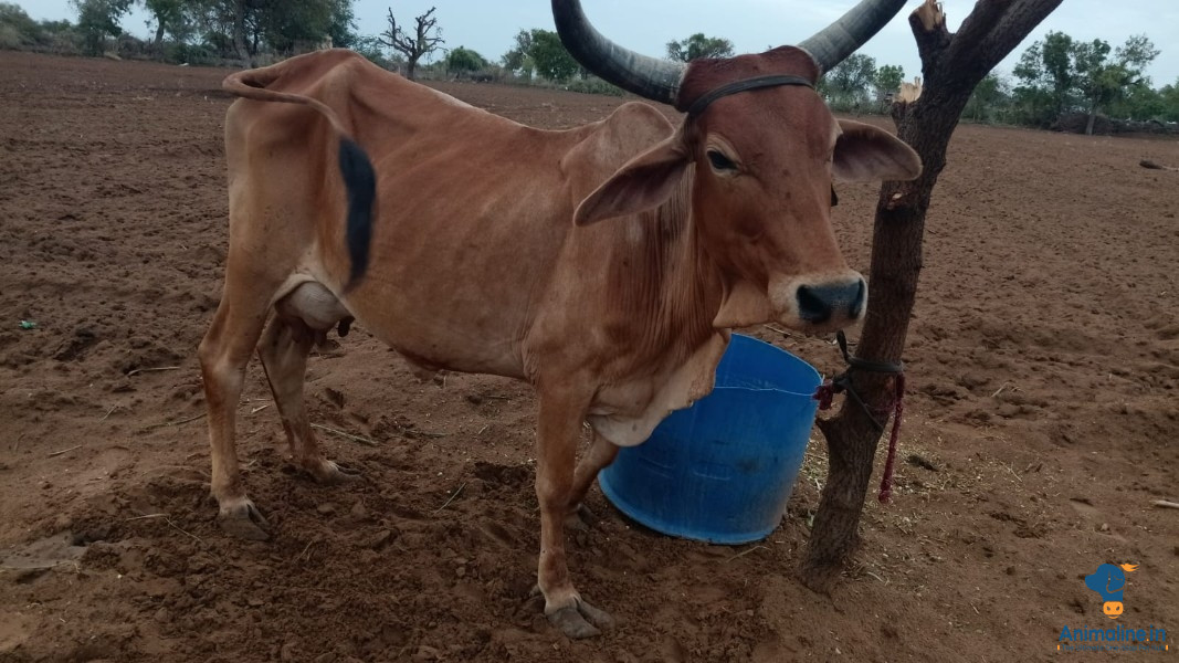 6 sal ki cow