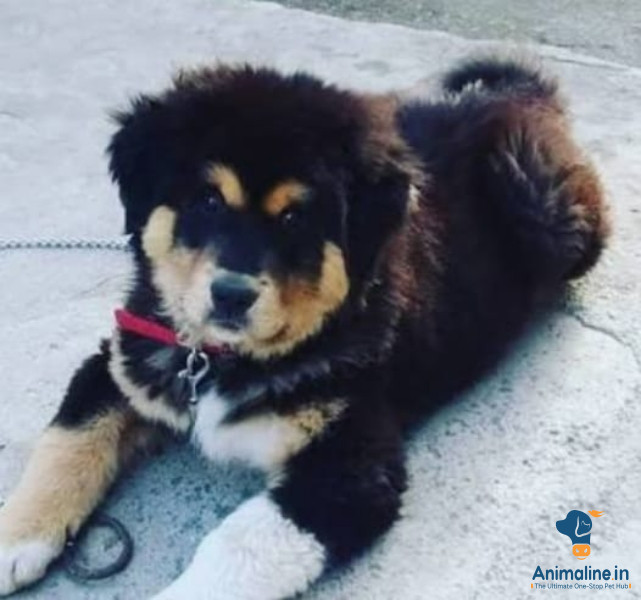 Tibetan mastiff 