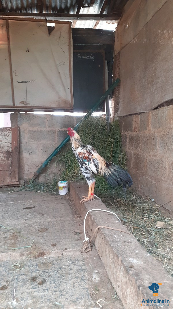 Healthy and Active Male Aseel for Sale