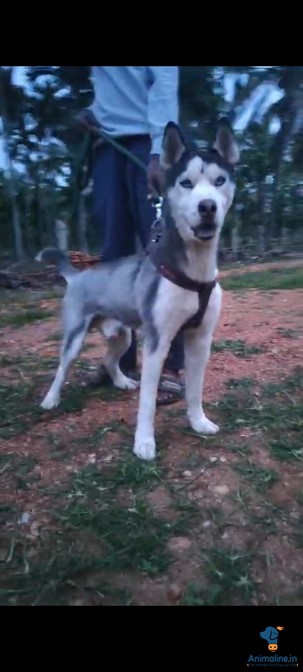 1year Adult Husky