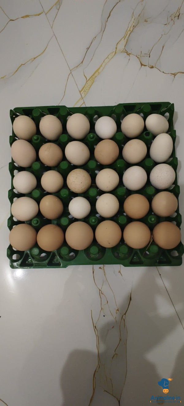 Pure nati koli eggs