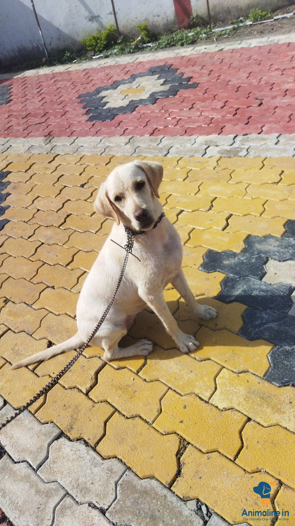 ಪ್ರೀಮಿಯಂ Labrador Retriever ನಾಯಿ {}