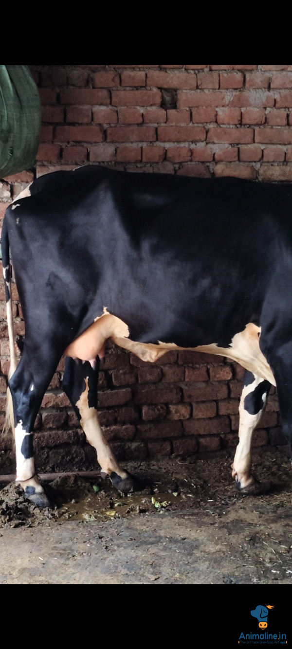 She is a cow and she was 3 yrs old and I want to sell it now