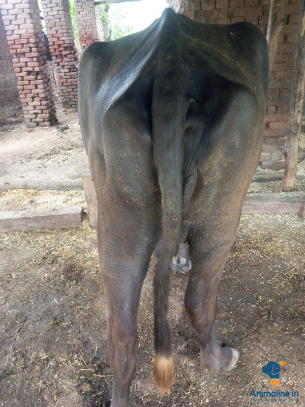 Healthy and Active  Nilli Ravi for Sale