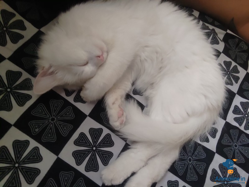 6 months old cat 