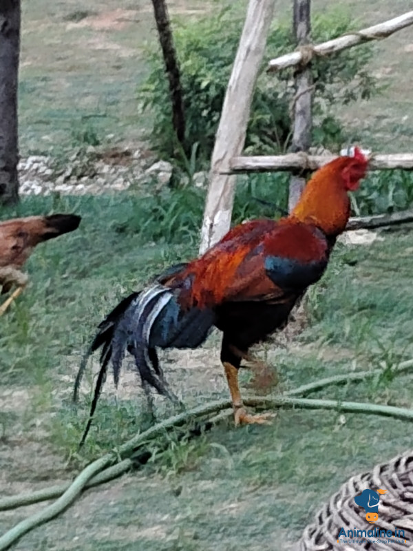 ಪ್ರೀಮಿಯಂ Desi Murgi or Nati Kohli Hen {}