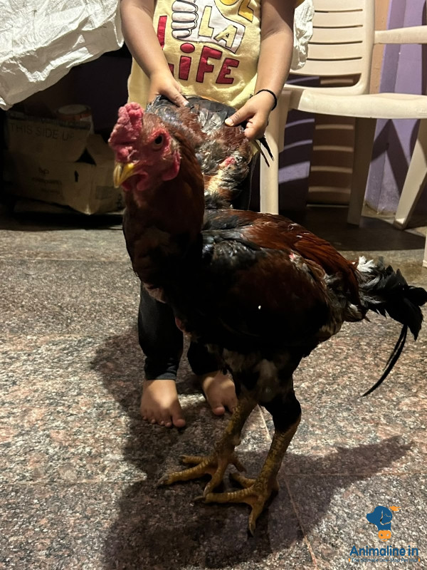 ಪ್ರೀಮಿಯಂ Aseel rooster 