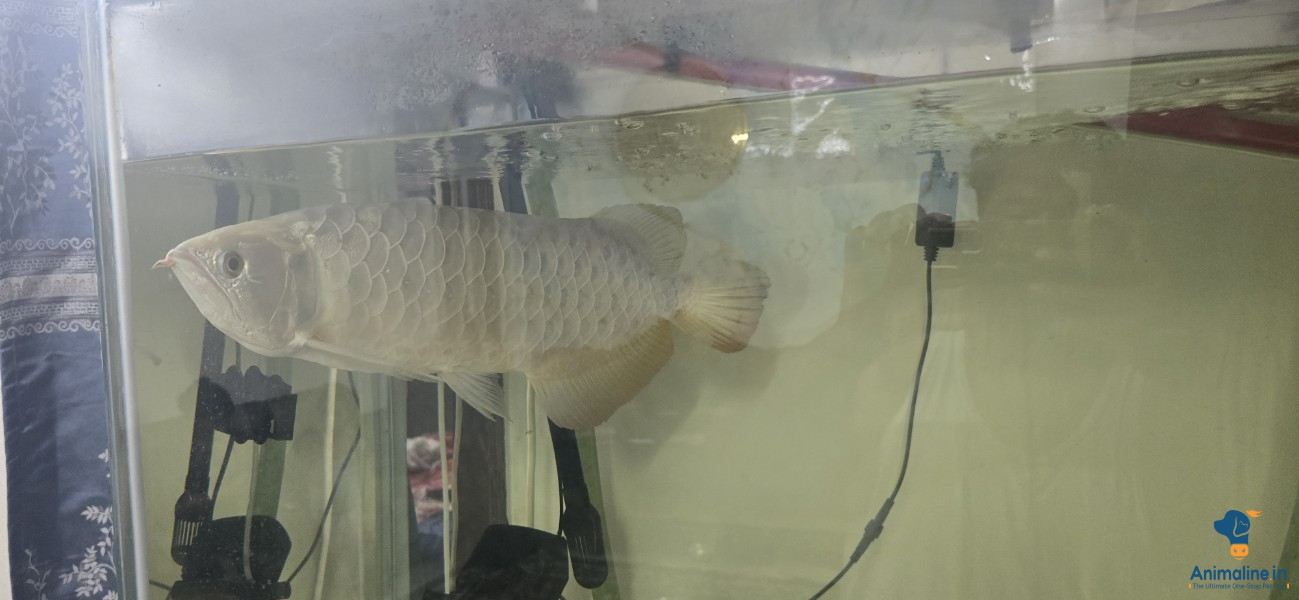 Arwana fish 
