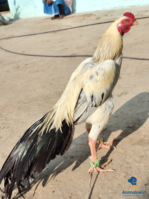ಪ್ರೀಮಿಯಂ Aseel Hen {}