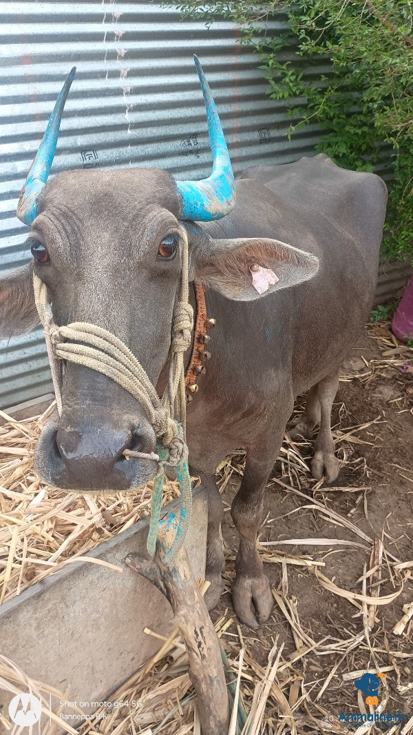 ಒಂದು ಎಮ್ಮೆ  ಜವಾರಿ ತಳಿ ಎಂಟು ತಿಂಗಳ ಗರ್ಭಿಣಿ ಫೀಮೇಲ್