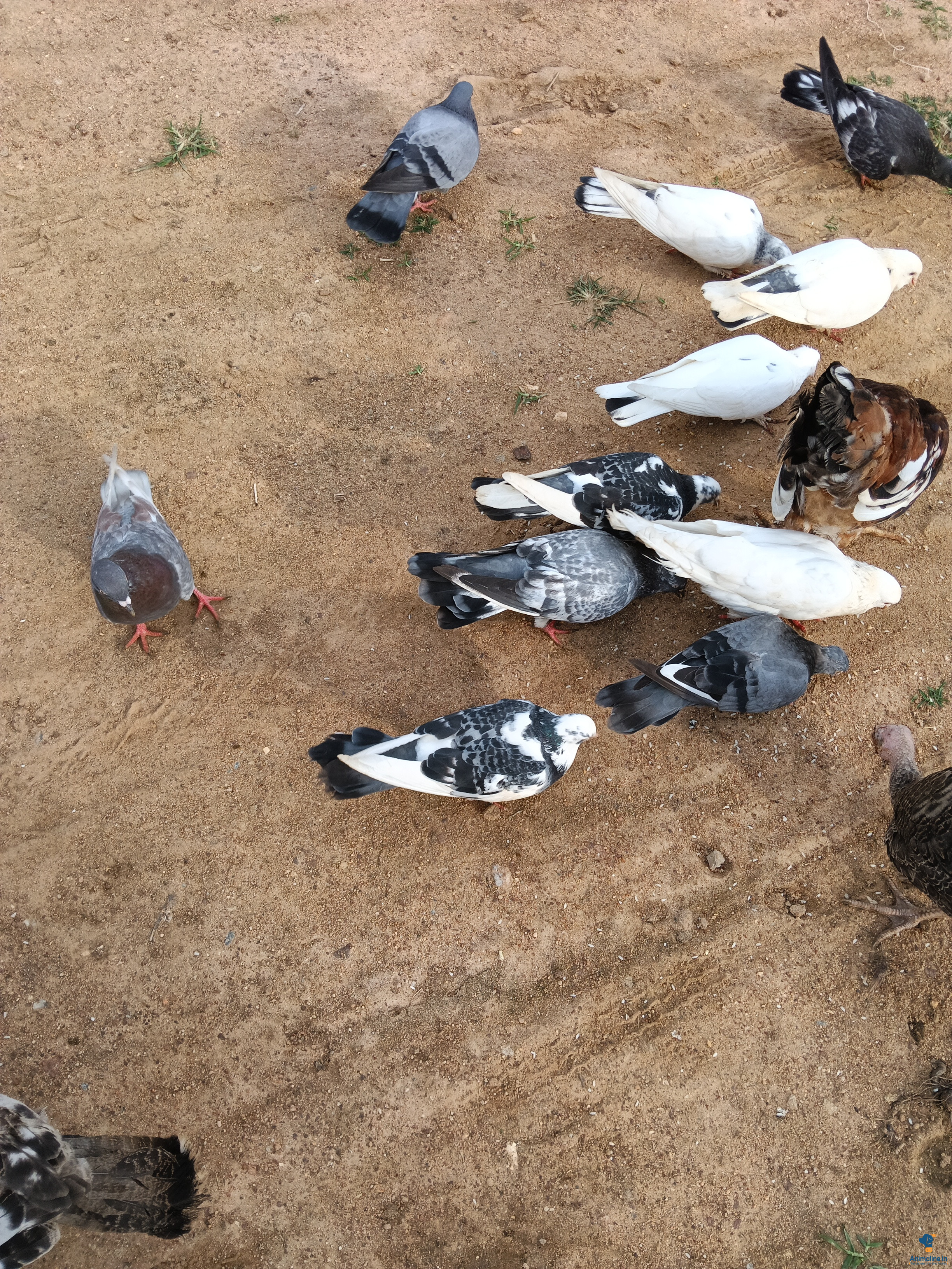 5 mnth black and white pigeon 