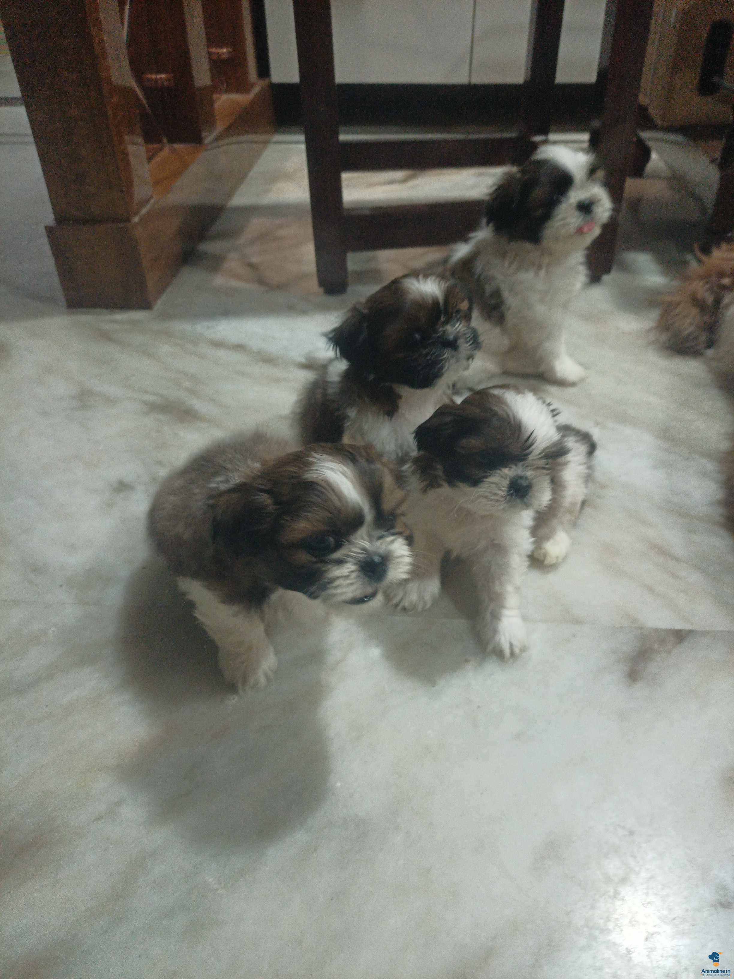 1 month shih tuz puppy 