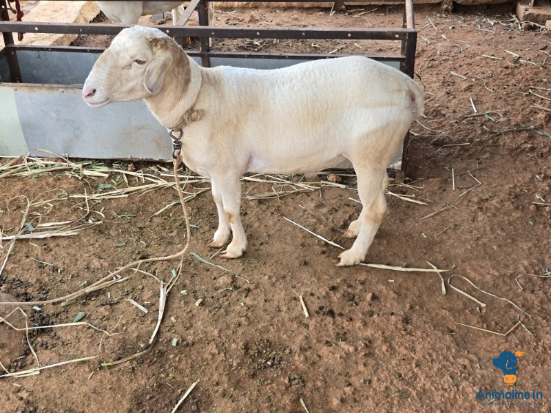 2 years old breeding male
