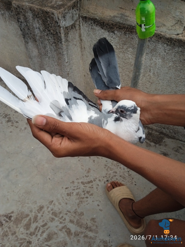 Premium  Bird for Adoption