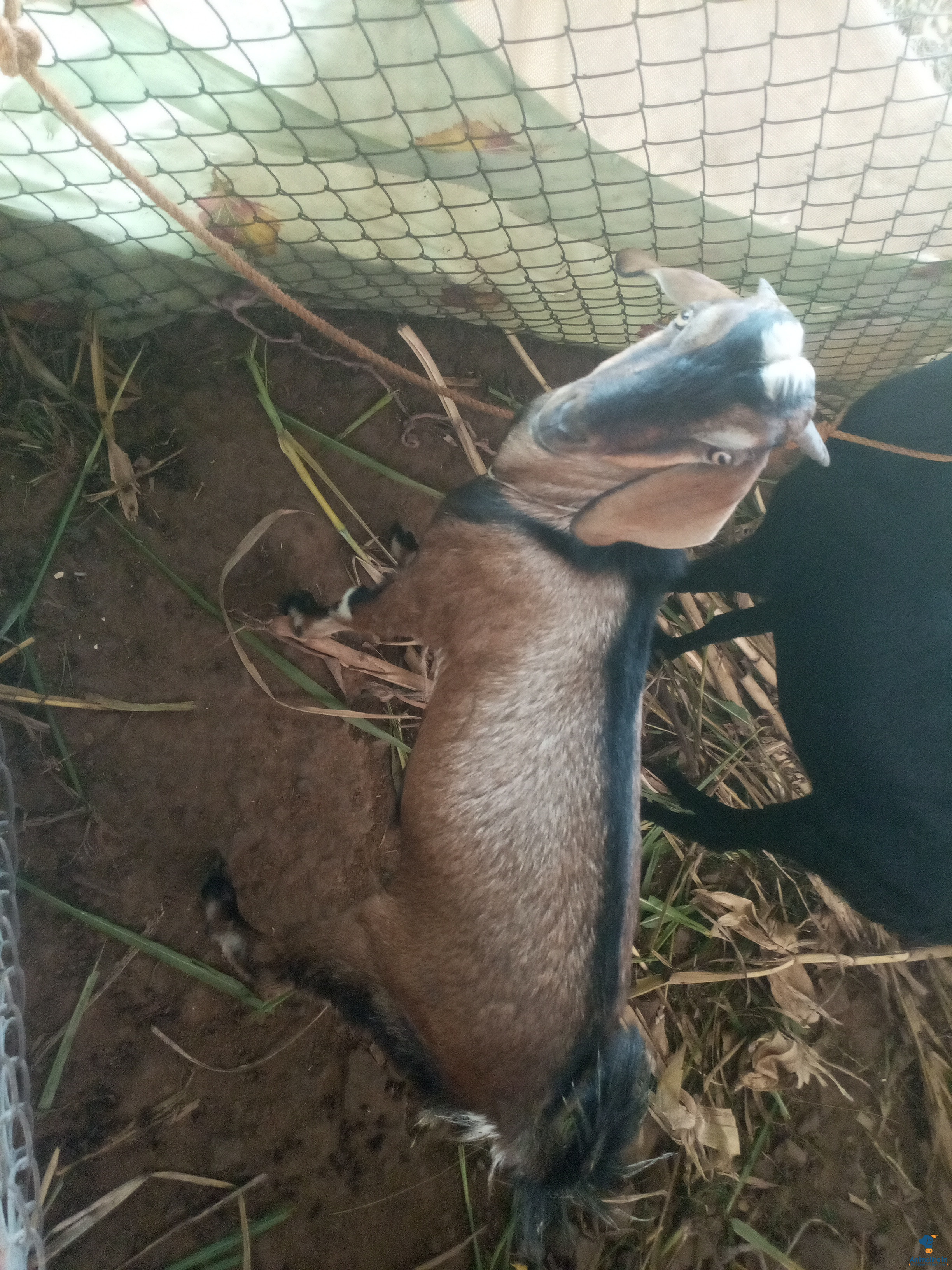 ಪ್ರೀಮಿಯಂ Others Goat {}