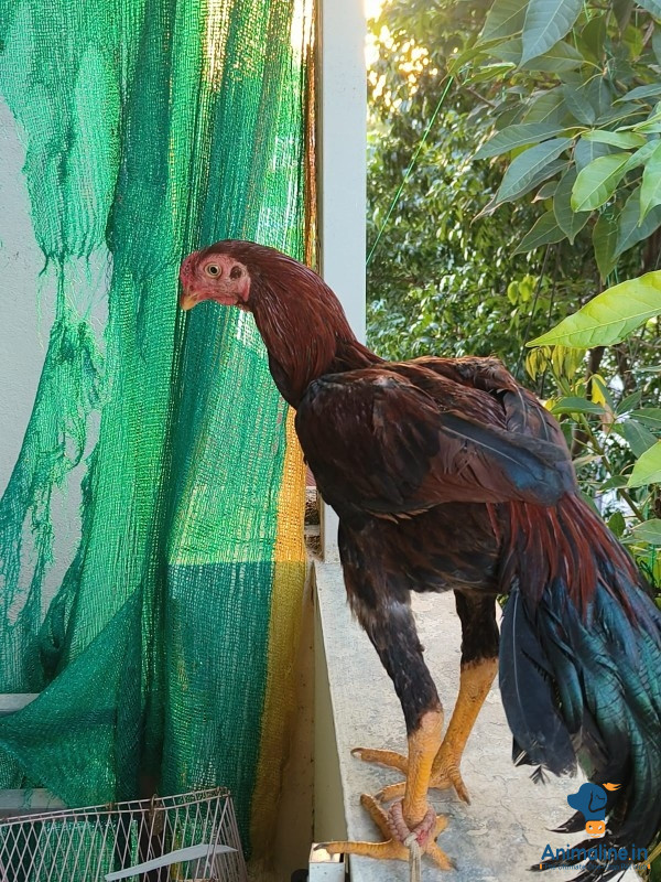 2 aseel males for sale in bangalore with long tail