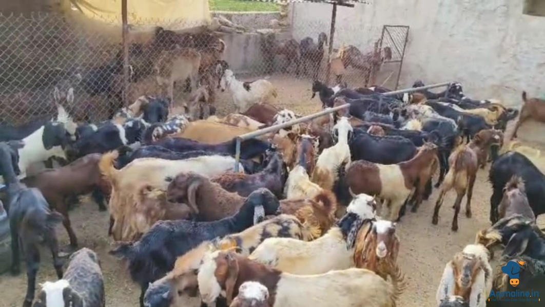 Small and big goats avilable 