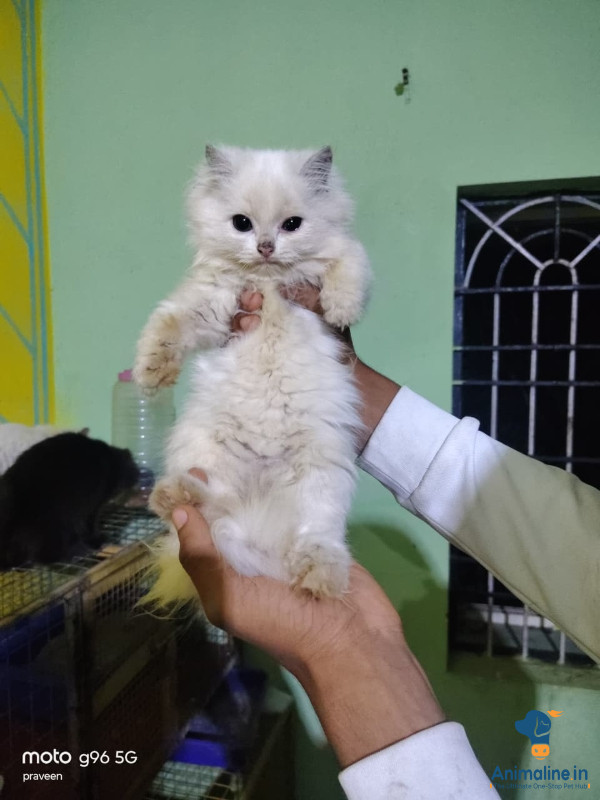 45 days male kitten