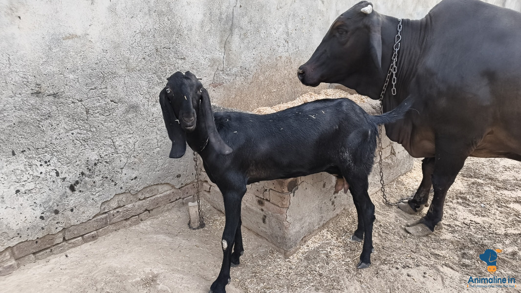 Beetal Goat for sale 