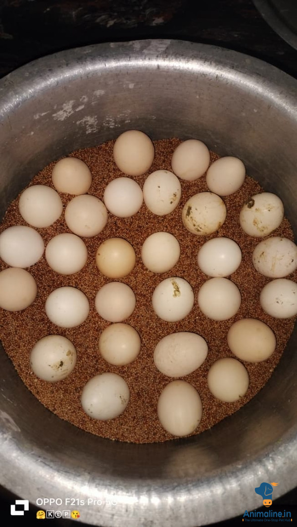 ಮಾರಾಟಕ್ಕಿದೆ ಆರೋಗ್ಯಕರ