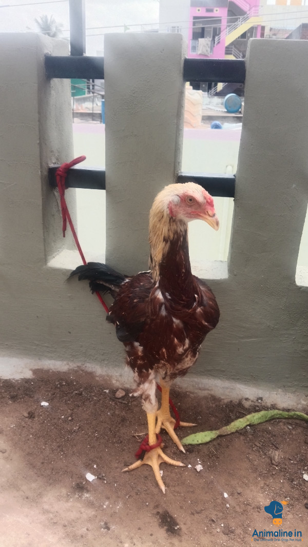 5 months old male 