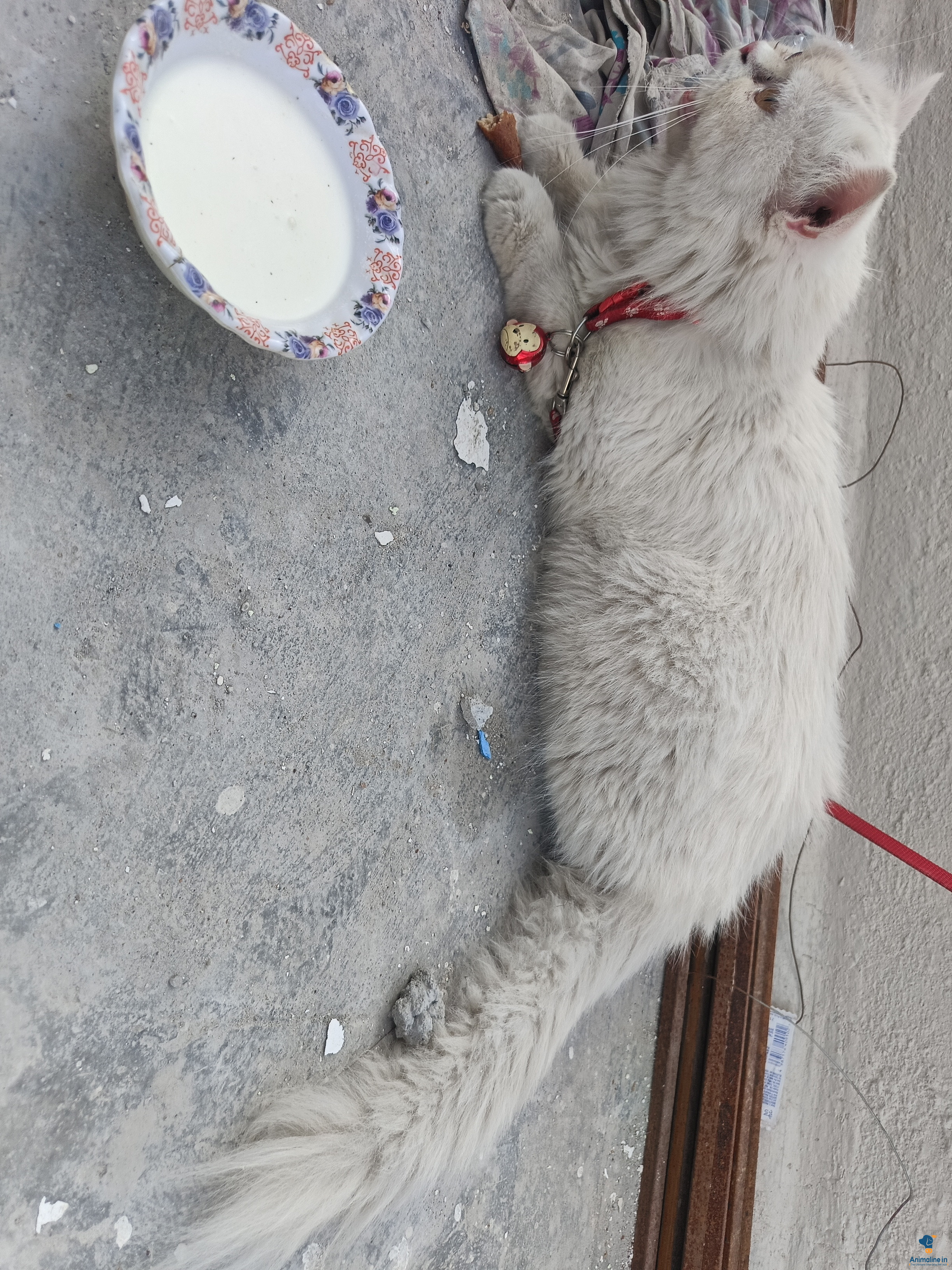 Negotiable 1.3 months