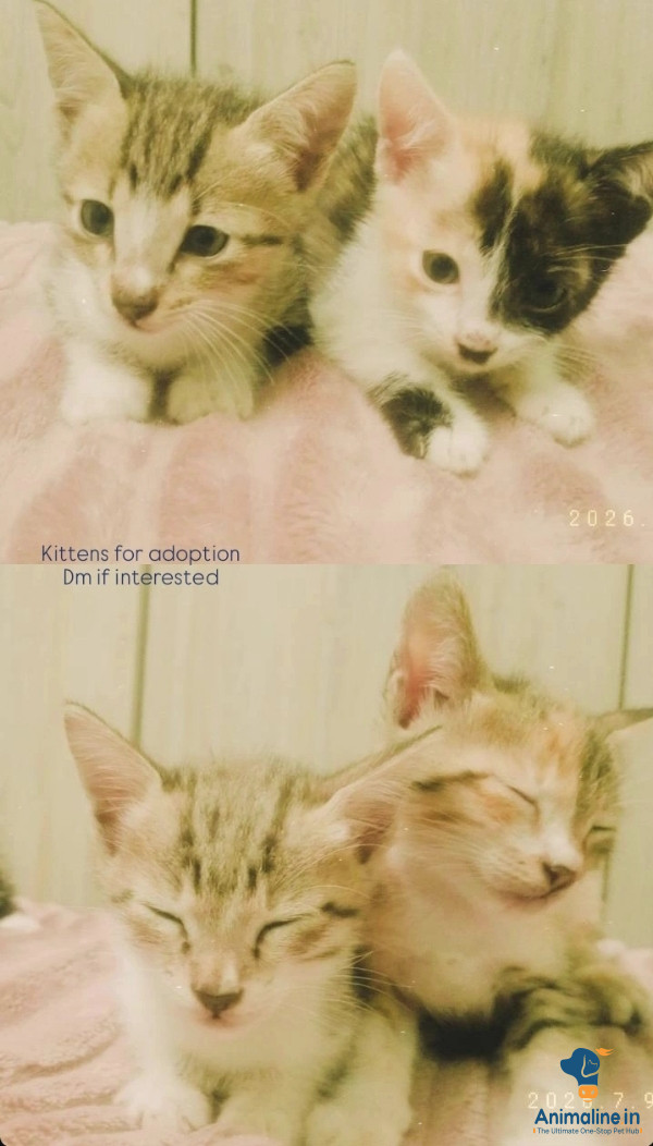 20 days kittens