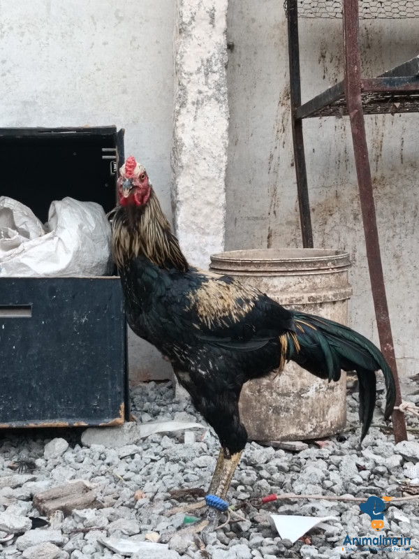 1 year hen
