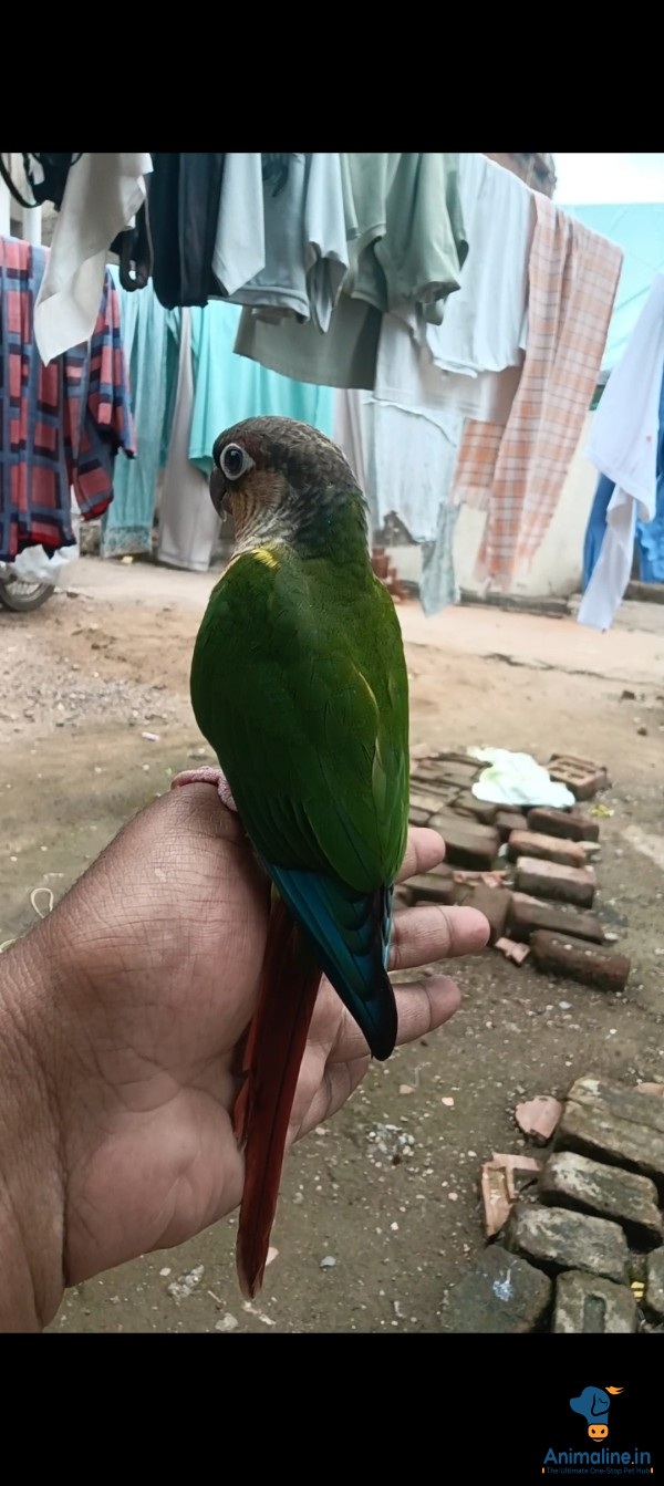 5.5 month hand tame bird 