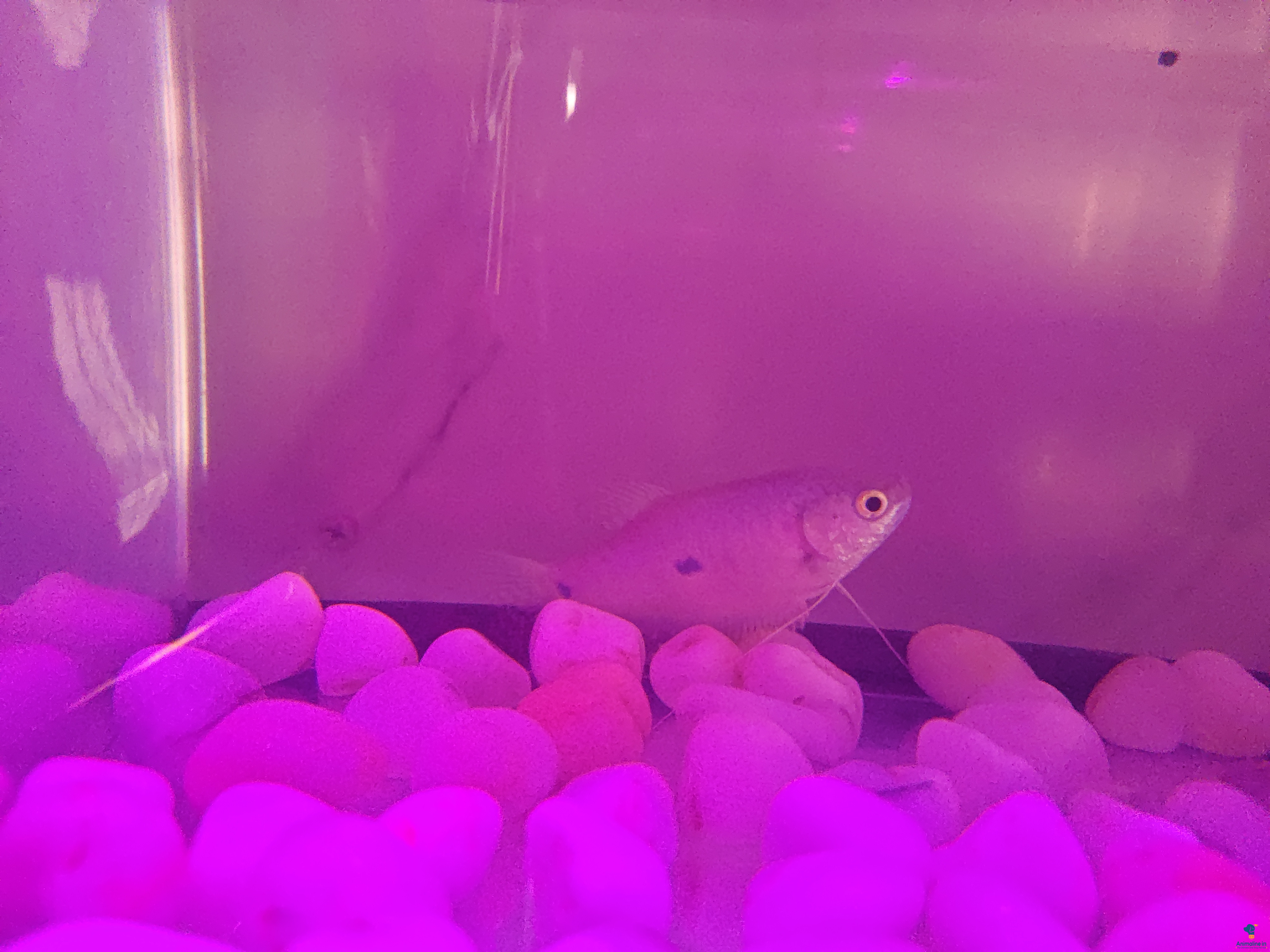 . 1 years  fish and good fish