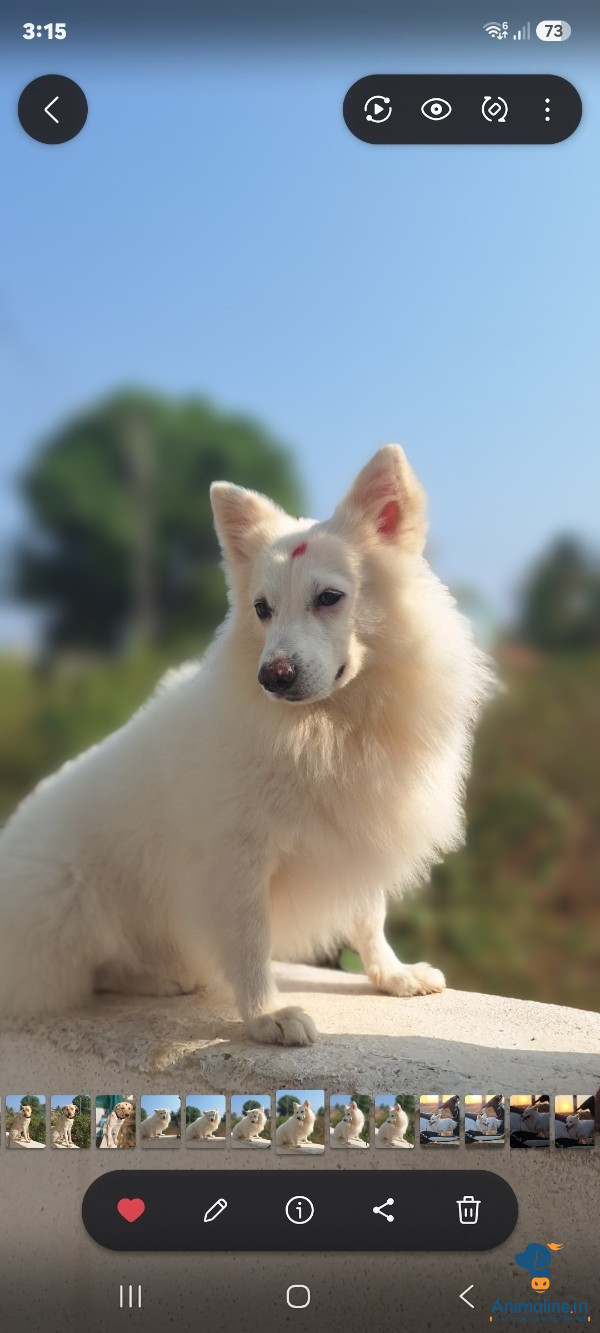 Premium Pomeranian Dog for Adoption