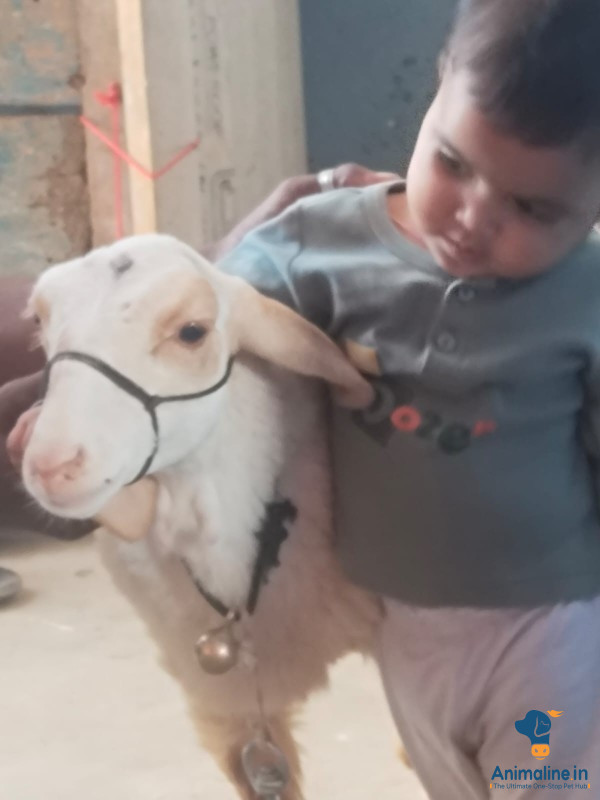Healthy and Active Male Bannur for Sale