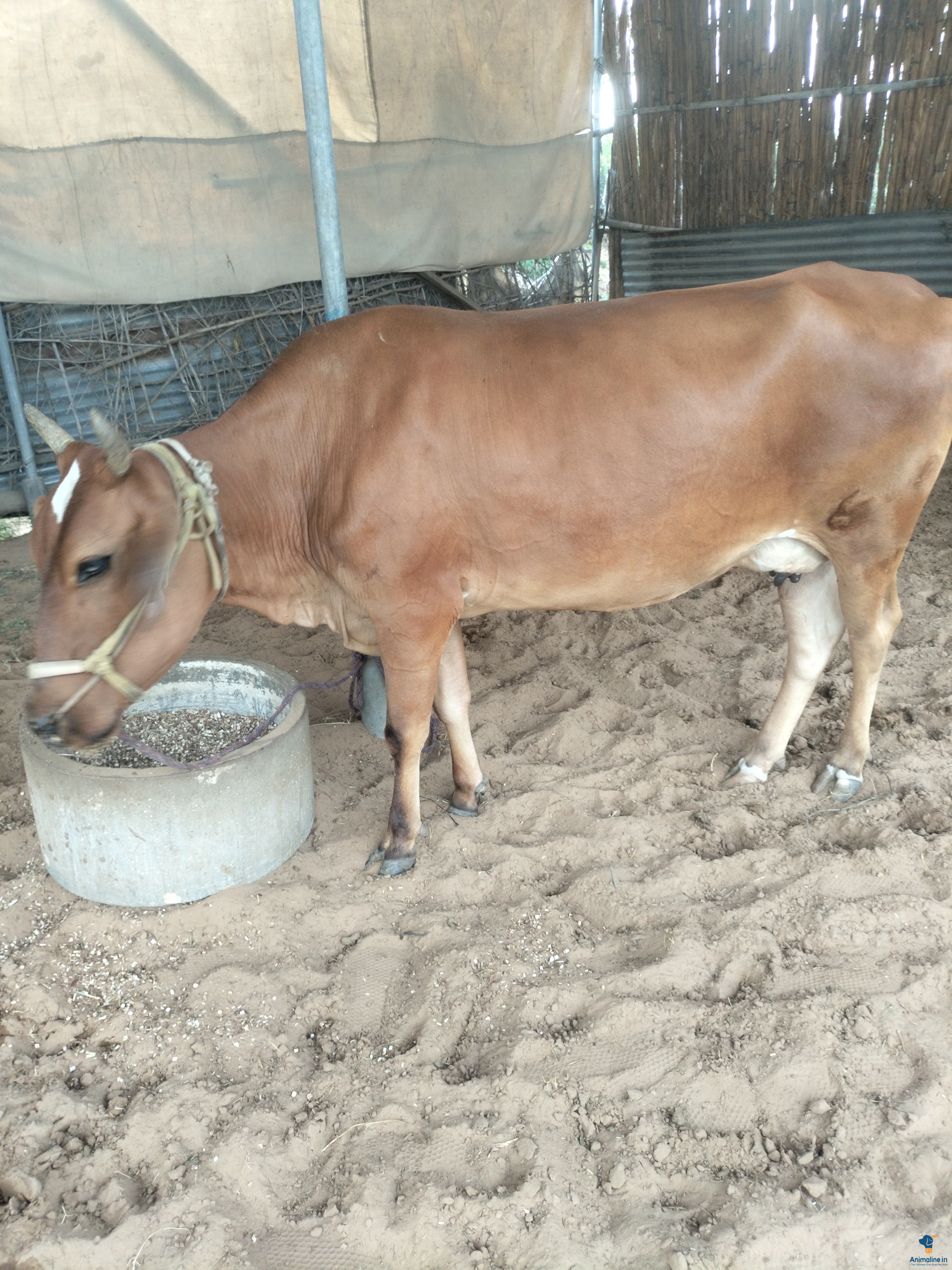 3year old female cow