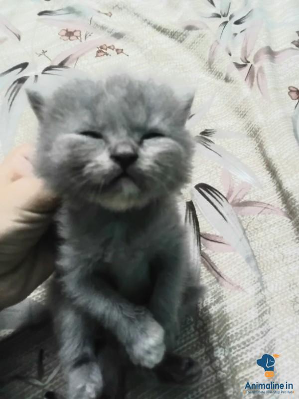 1 month cat 