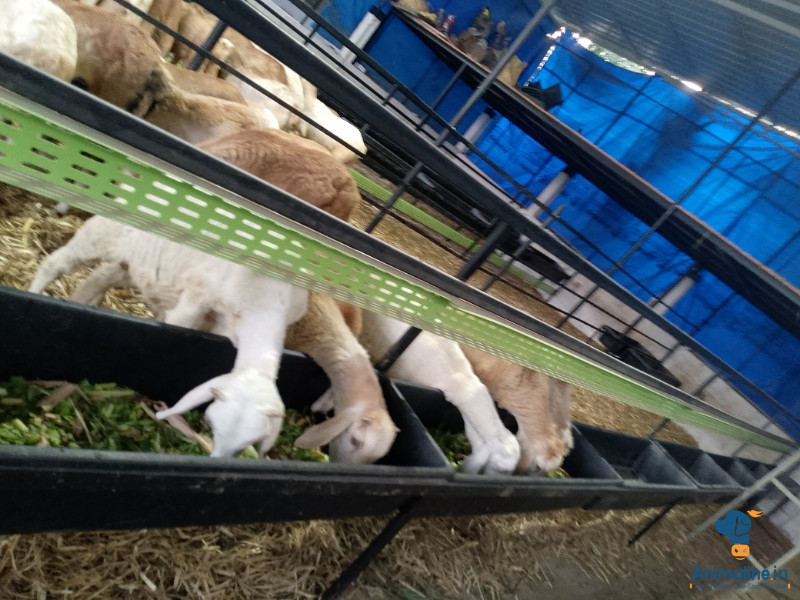 Full lot Sheep for Sale 44 Pieces Of male sheep Best quality